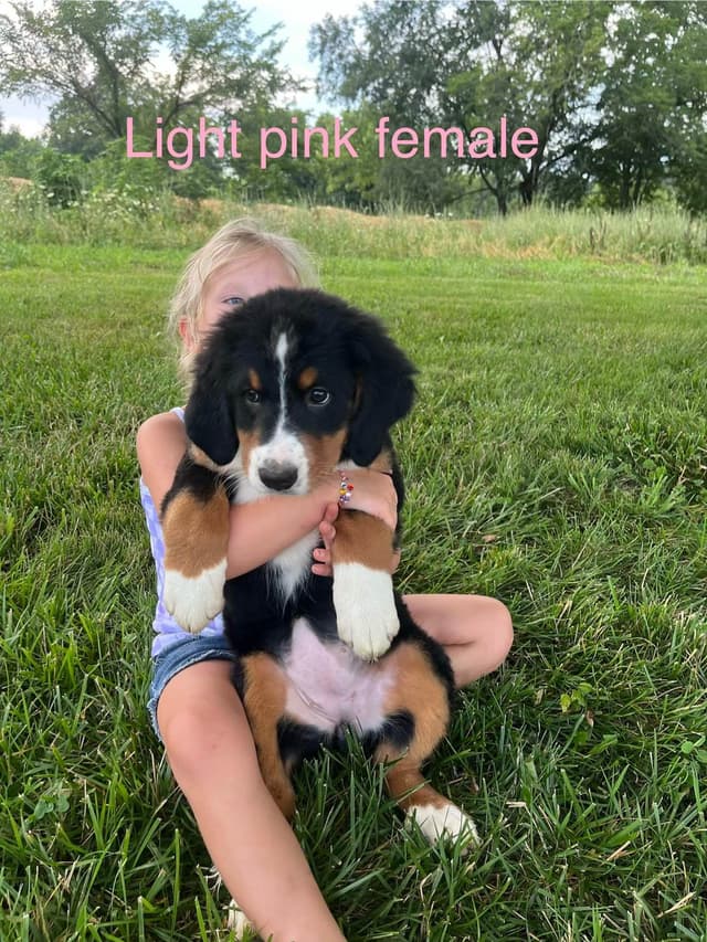 Bernese Mountain Dog Puppies media 2
