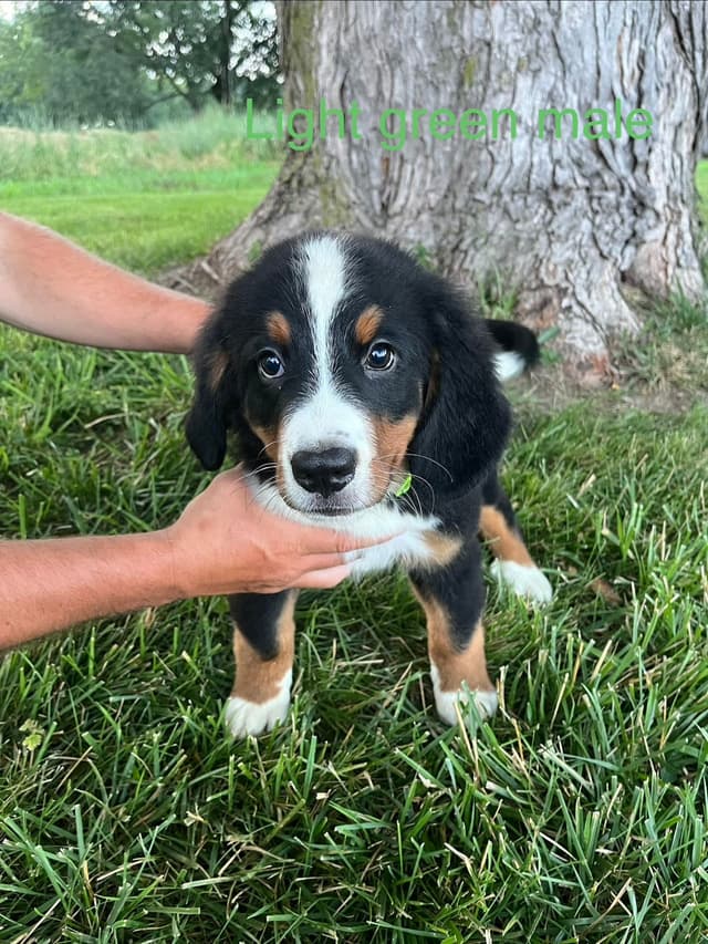 Bernese Mountain Dog Puppies media 3