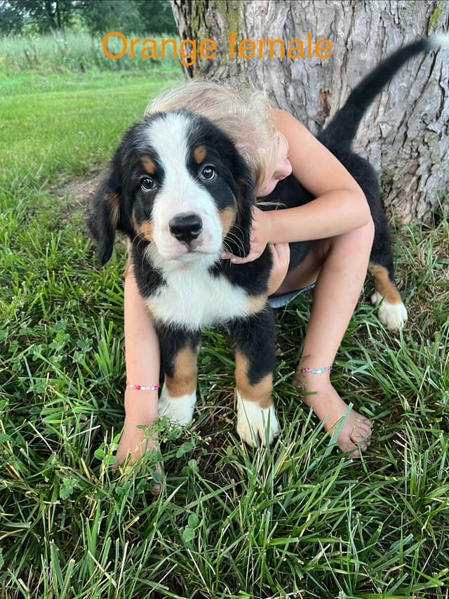 Bernese Mountain Dog Puppies media 4