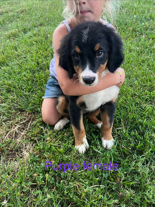 Bernese Mountain Dog Puppies media 6
