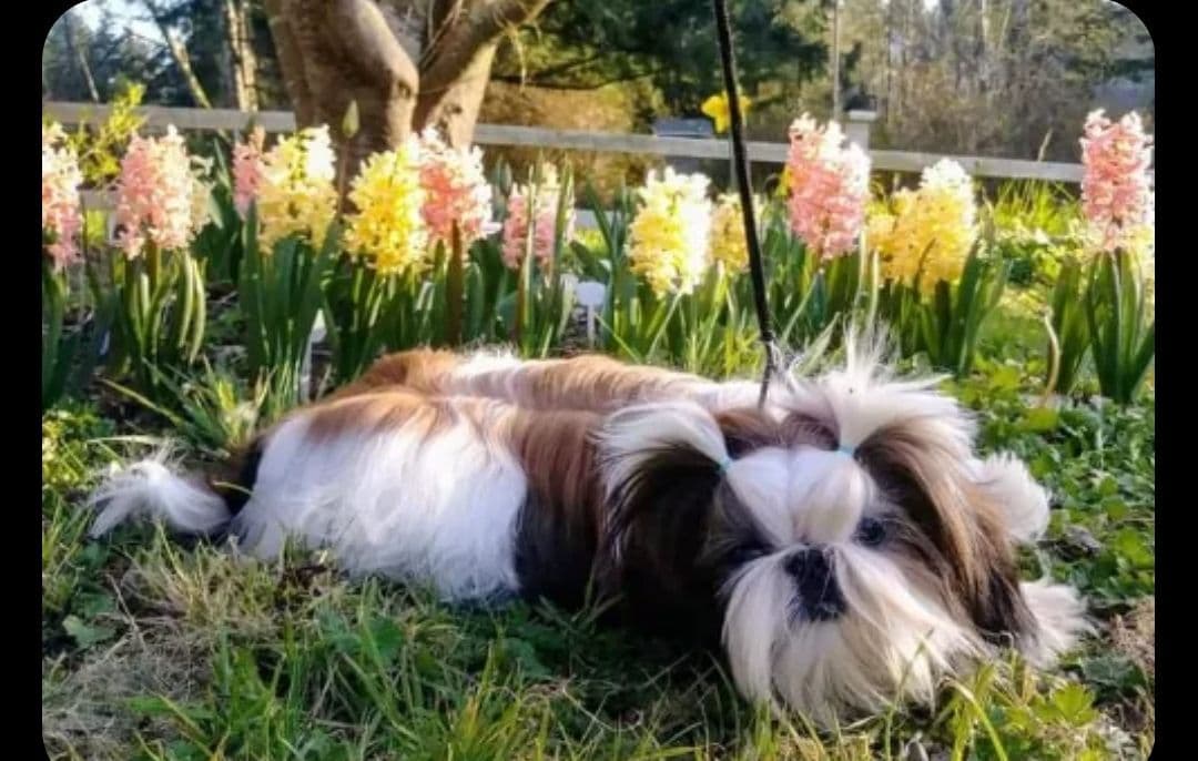 Shih Tzu Puppies breeder image 1