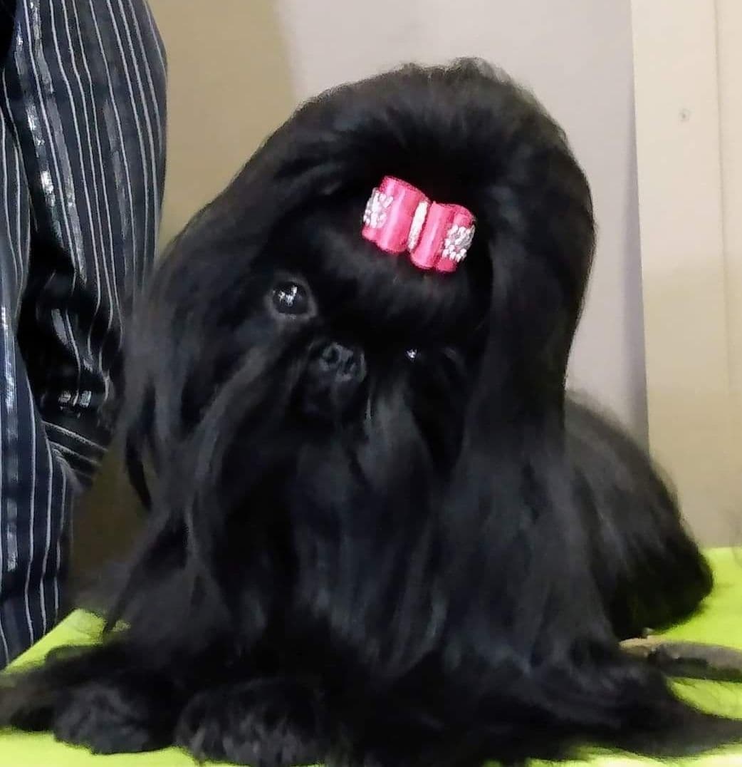 Shih Tzu Puppies breeder image 2