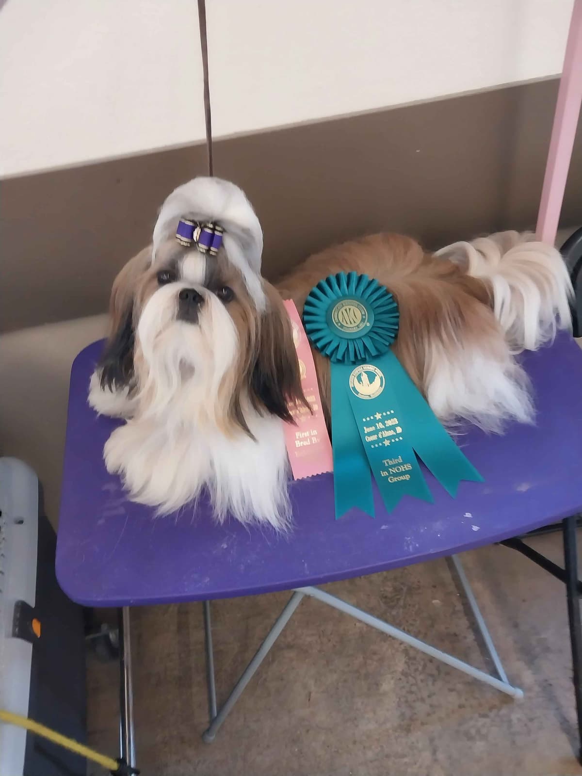 Shih Tzu Puppies breeder image 4
