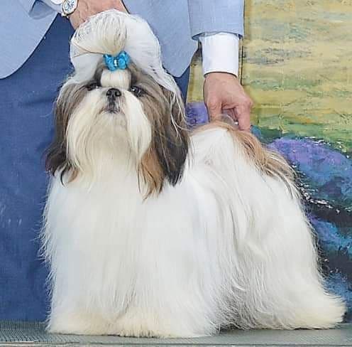 Shih Tzu Puppies breeder image 5