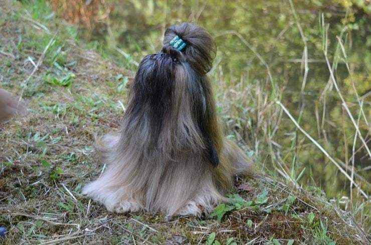 Shih Tzu Puppies breeder image 7