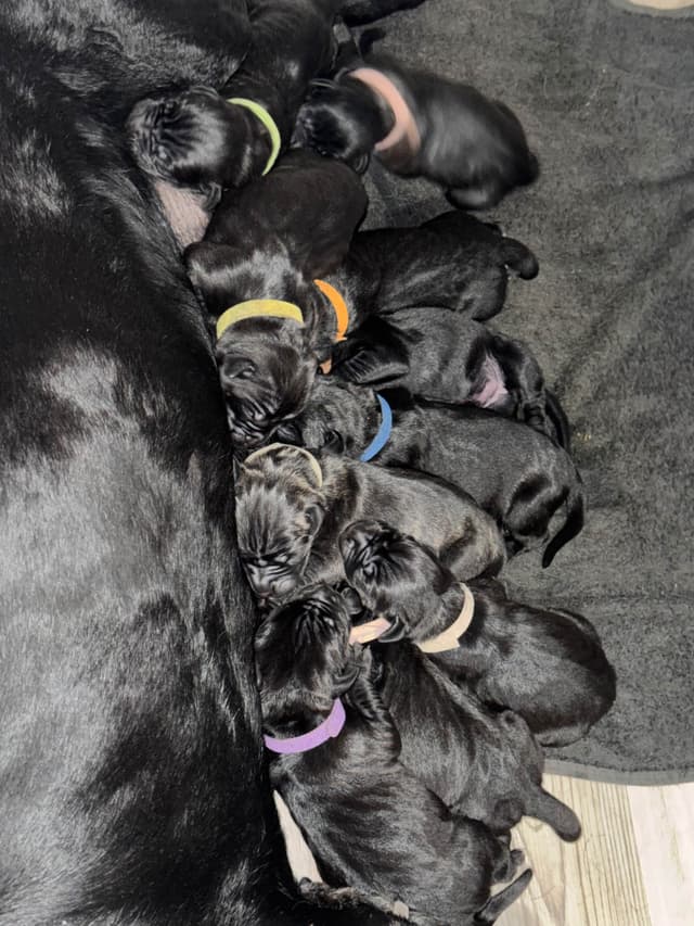Cane Corso Puppies media 2