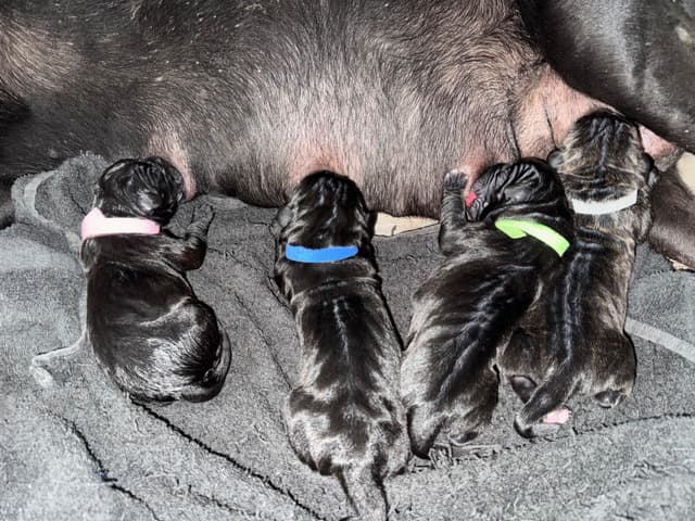 Cane Corso Puppies media 3