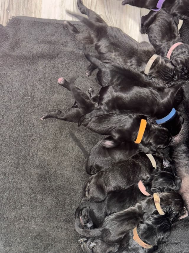 Cane Corso Puppies media 4