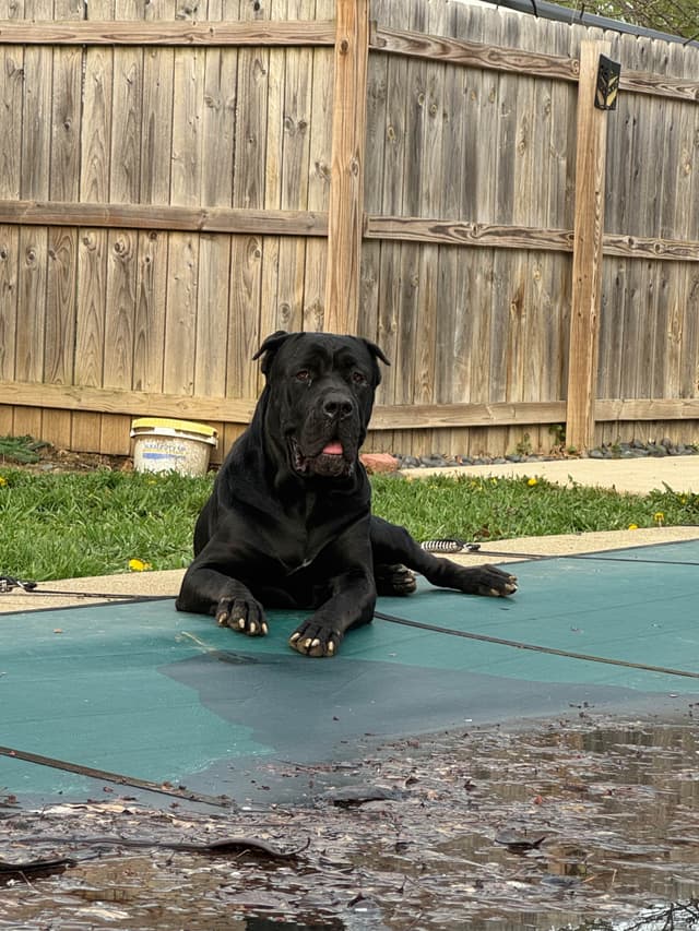 Cane Corso Puppies media 5