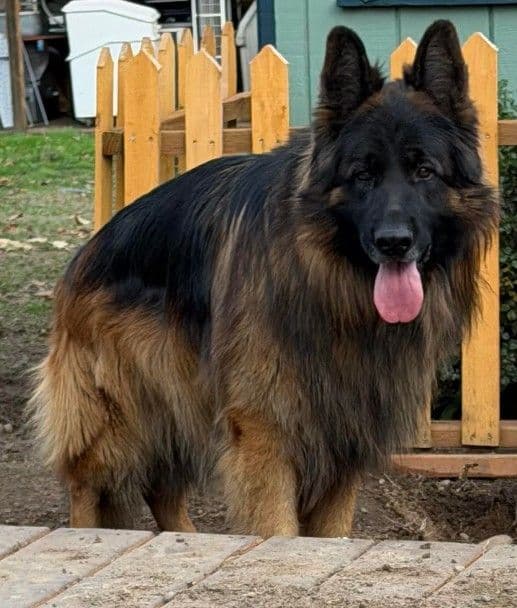 German Shepherd Puppies breeder image 4