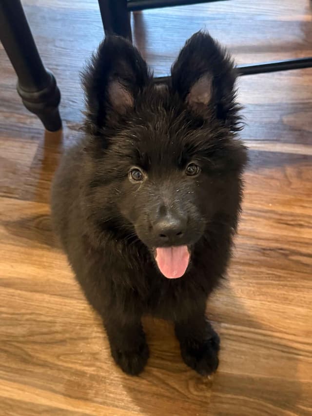 German Shepherd Puppies media 2