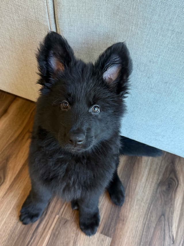 German Shepherd Puppies media 3