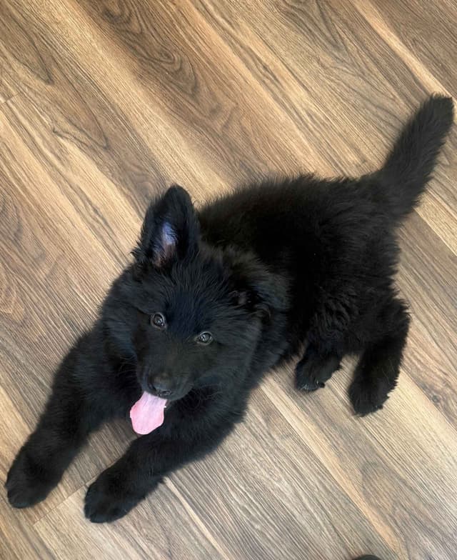 German Shepherd Puppies media 4