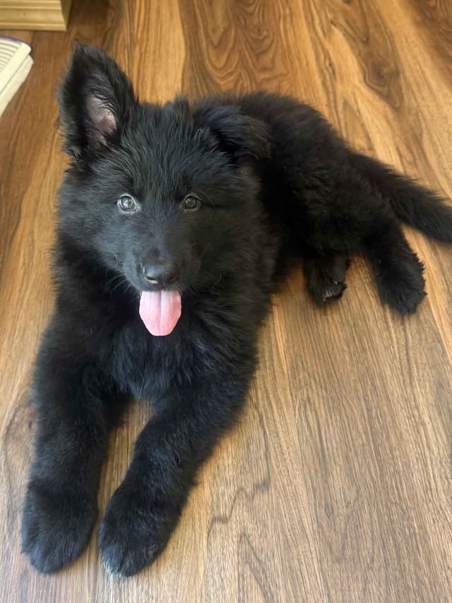 German Shepherd Puppies media 5