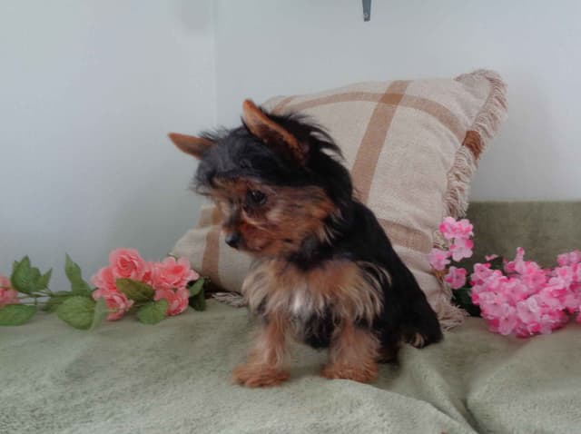 Yorkshire Terrier Puppies media 3
