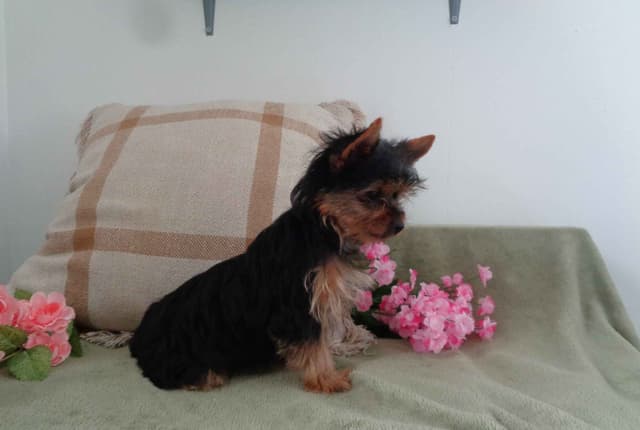 Yorkshire Terrier Puppies media 2