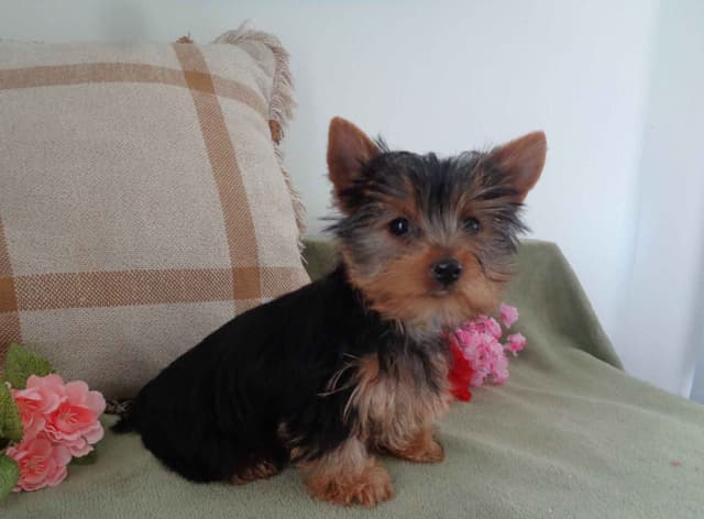 Yorkshire Terrier Puppies media 4