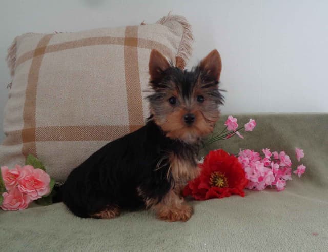 Yorkshire Terrier Puppies media 5