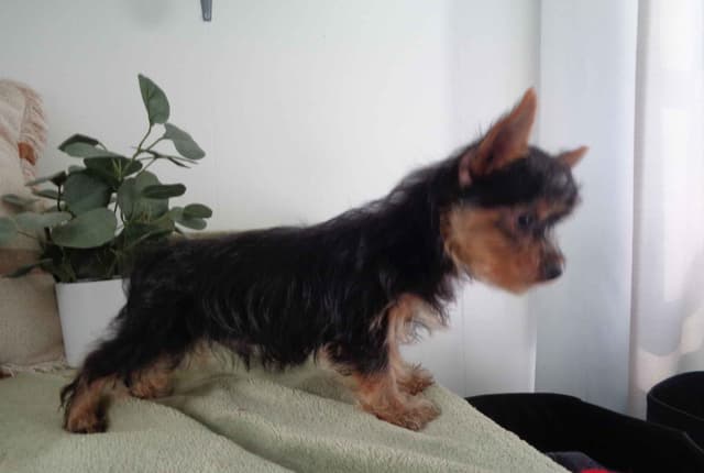 Yorkshire Terrier Puppies media 7