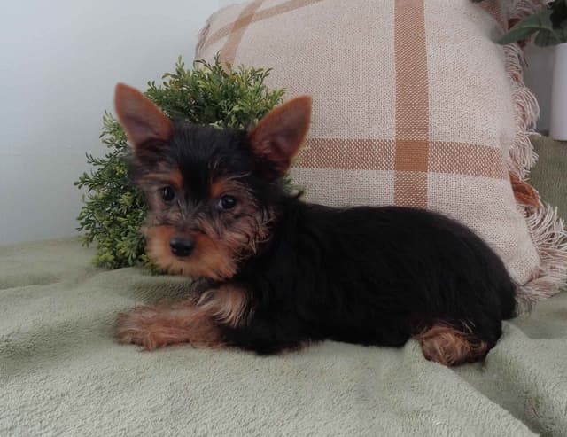 Yorkshire Terrier Puppies media 8