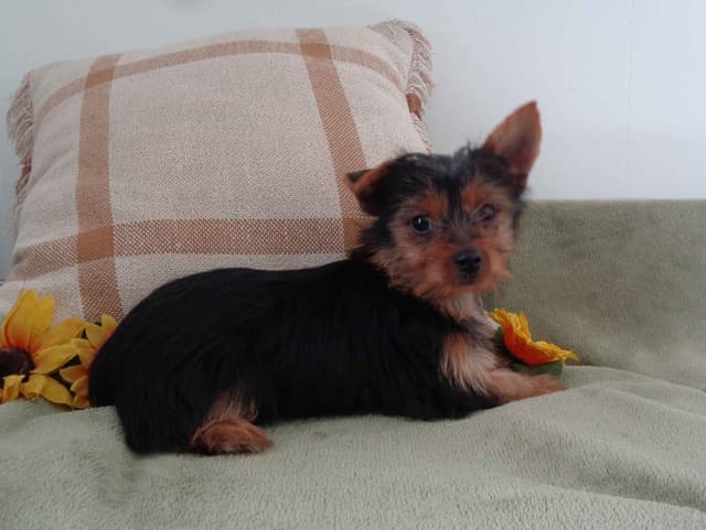 Yorkshire Terrier Puppies media 9