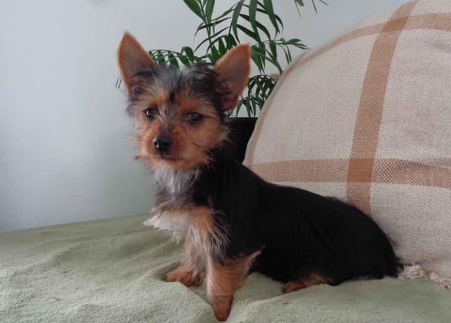 Yorkshire Terrier Puppies media 11
