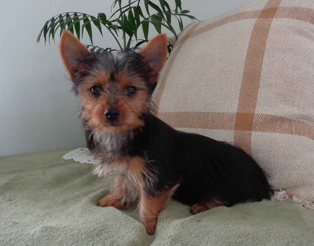 Yorkshire Terrier Puppies media 12
