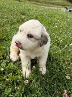 Great Pyrenees Puppies media 2