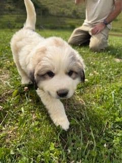 Great Pyrenees Puppies media 3