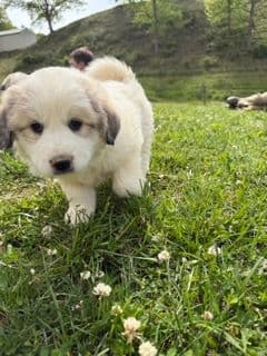 Great Pyrenees Puppies media 5