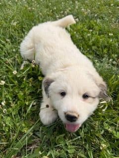 Great Pyrenees Puppies media 6