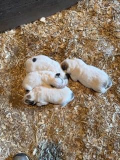 Great Pyrenees Puppies breeder image 4