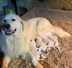 Great Pyrenees Puppies breeder image 1