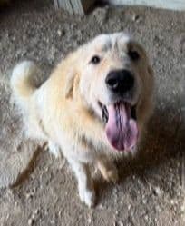 Great Pyrenees Puppies breeder image 3