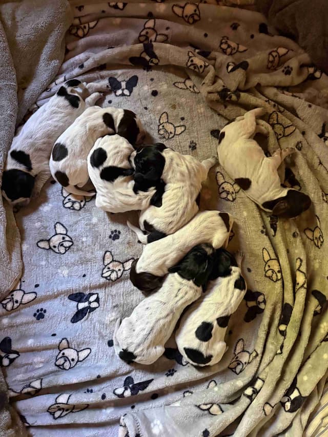 German Shorthaired Pointer Puppies media 3