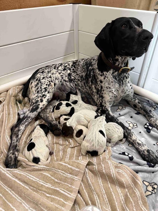 German Shorthaired Pointer Puppies media 4