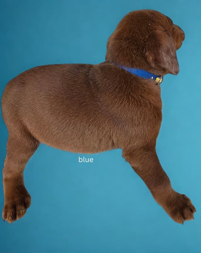 Labrador Retriever Puppies media 3