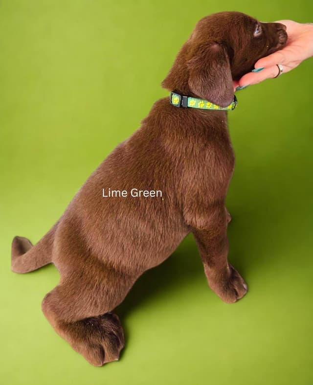 Labrador Retriever Puppies media 5