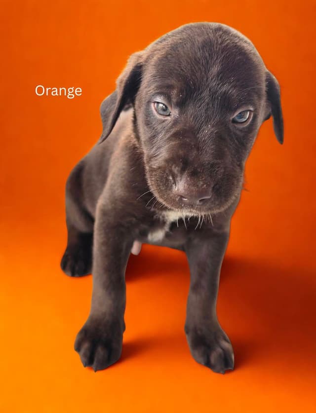Labrador Retriever Puppies media 6