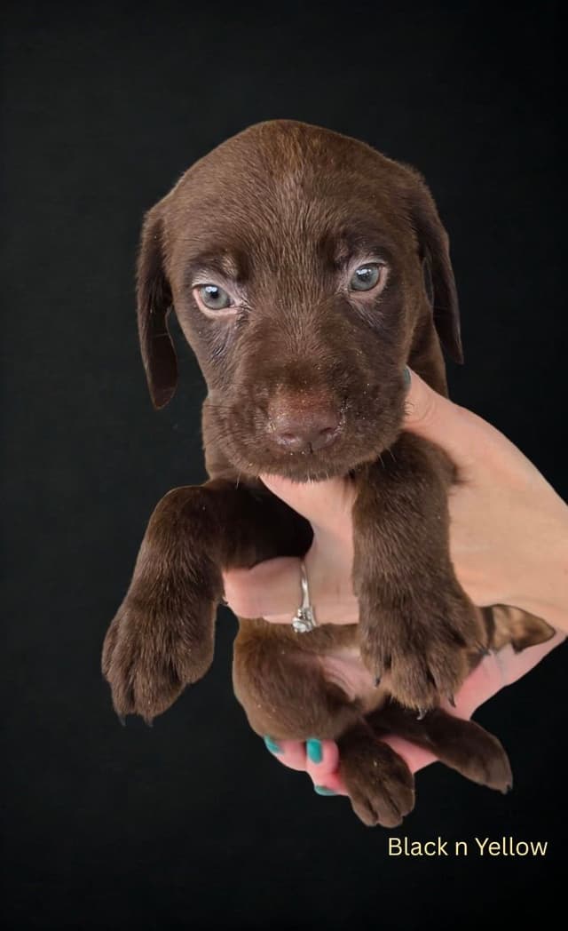 Labrador Retriever Puppies media 7