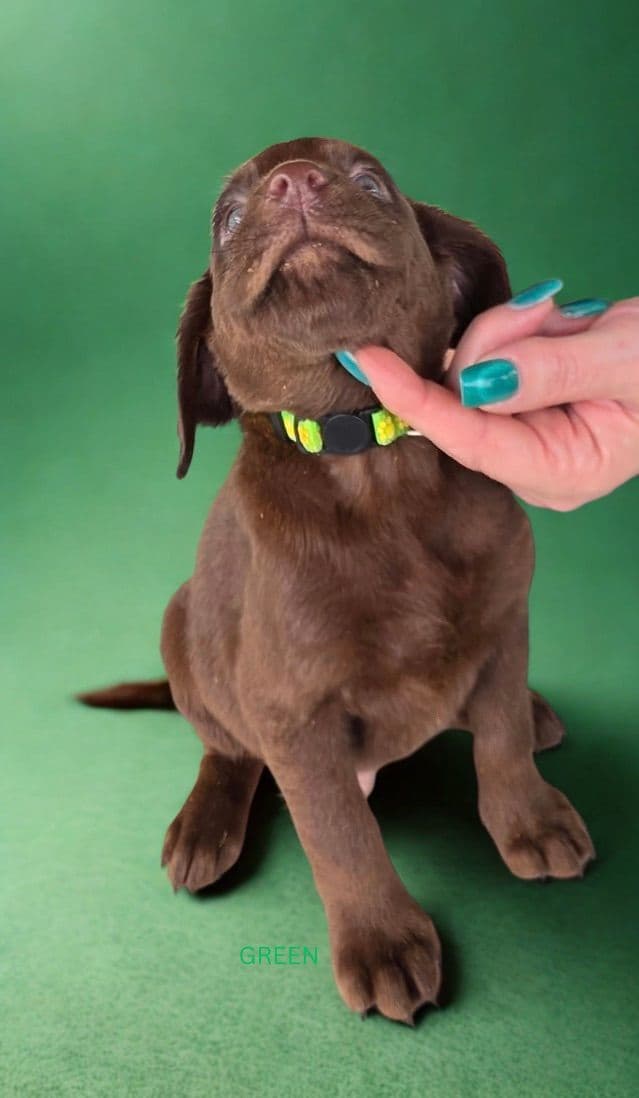 Labrador Retriever Puppies media 8