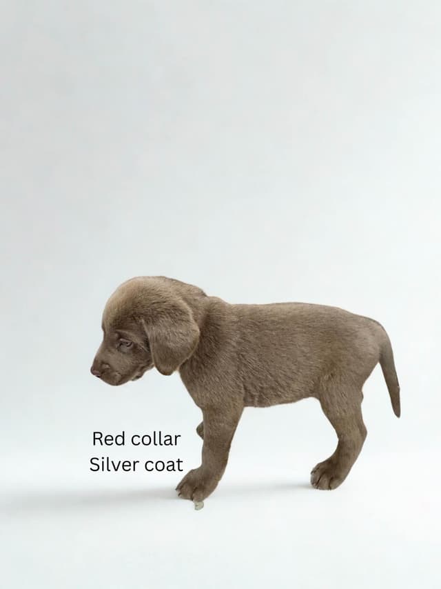 Labrador Retriever Puppies media 9