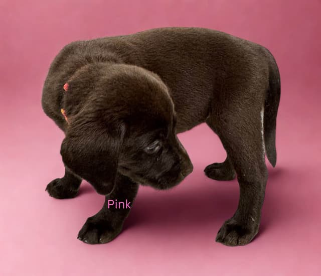 Labrador Retriever Puppies media 10
