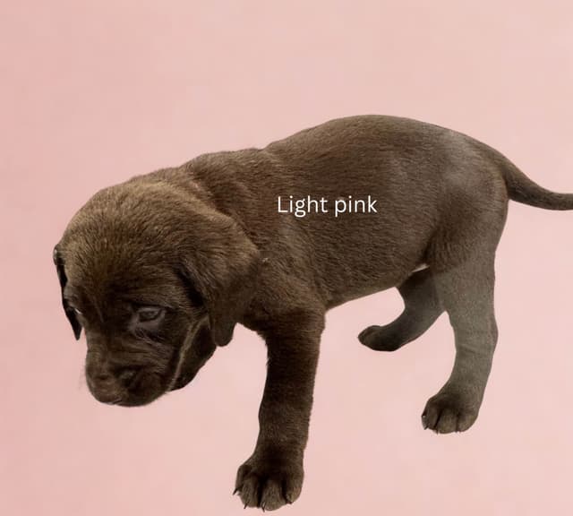 Labrador Retriever Puppies media 11