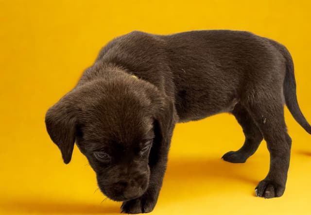 Labrador Retriever Puppies media 12
