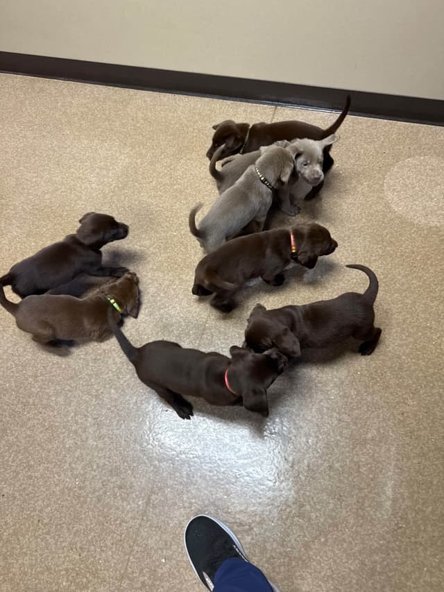 Labrador Retriever Puppies media 13