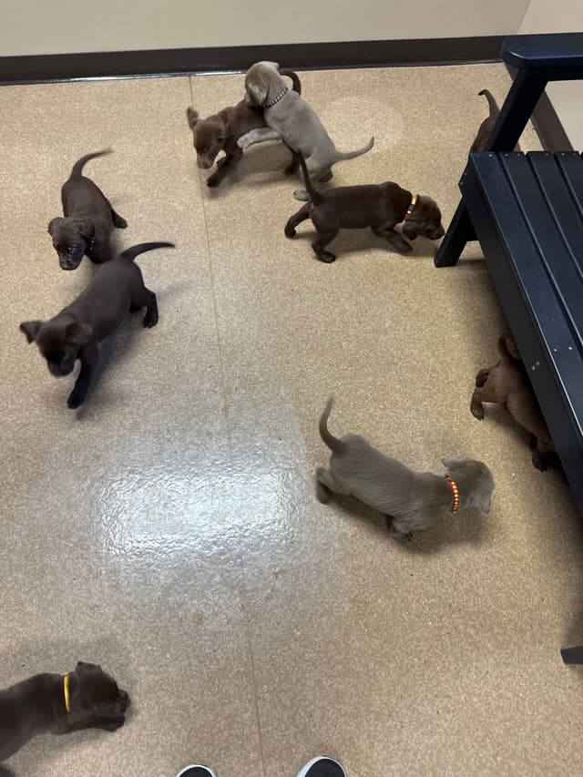 Labrador Retriever Puppies media 14