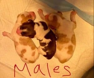 Brittany Puppies media 2