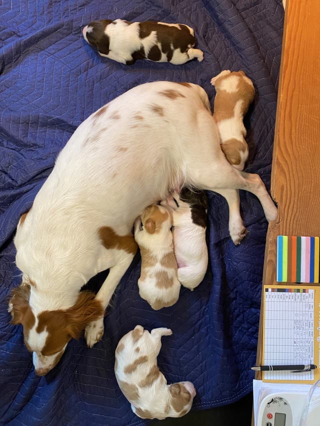 Brittany Puppies media 3