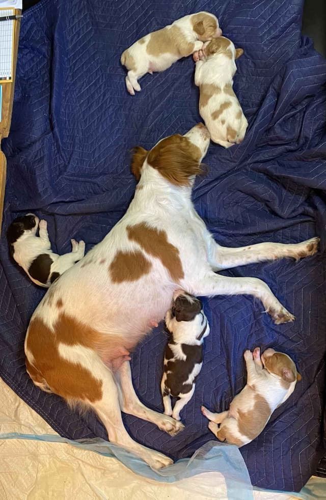 Brittany Puppies media 4